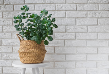 Green plant in a decorative basket in modern interior