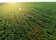 © Zoran Zeremski - Top view of young farmer standing in soybean field with his arms outstretched at sunset.