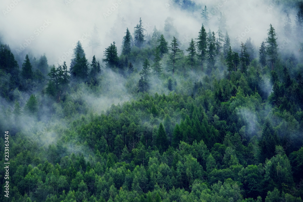 Misty landscape with fir forest. Morning fog in the mountains. Beautiful landscape with mountain view and morning fog. - obrazy, fototapety, plakaty 