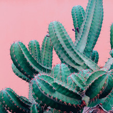 Trendy Plants On Pink Content. Cactus On Pink Background Wall.