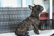 French Bulldog Brindle color portraiture in a domestic background.