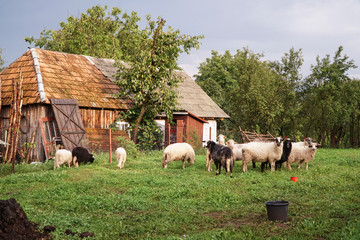 white and black sheep on meadow in a farm