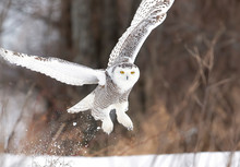 Snowy Owl (Bubo Scandiacus) Taking Off Hunting Over A Snow Covered Field In Ottawa, Canada