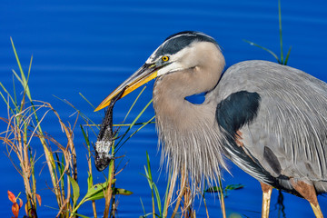 Wall Mural - great blue heron