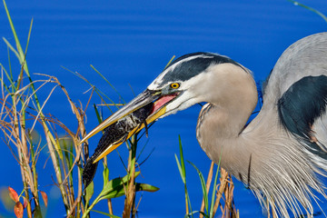 Wall Mural - great blue heron