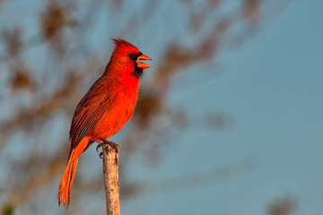 Wall Mural - northern cardinal