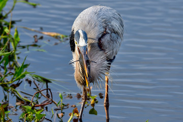 Wall Mural - great blue heron with first catch of the day.