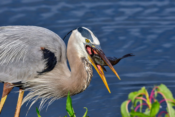 Wall Mural - great blue heron