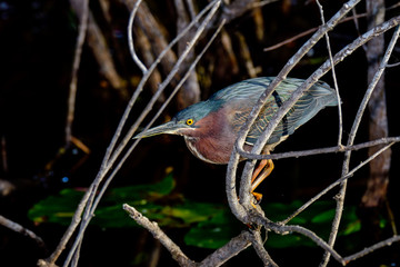 Wall Mural - green heron