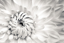 White Dahlia Fresh Flower Details Macro Photography. Black And White Photo With Flower Head Emphasizing Texture, Contrast And Beautiful Natural Floral Patterns.