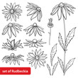 Vector set with outline Rudbeckia hirta or black-eyed Susan flower bunch, ornate leaf and bud in black isolated on white background. Contour Rudbeckia for summer design and coloring book.