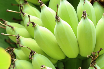 Green bananas in a jungle hanging on a banana tree