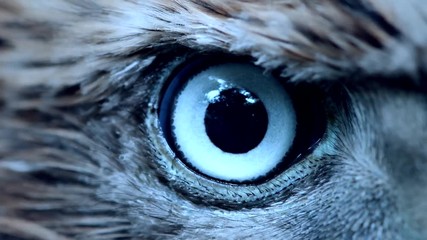 Wall Mural - Eagle eye close-up, macro, eye of young Goshawk (Accipiter gentilis) toned