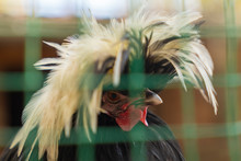 Closeup Of Funny Polish Crested Chicken Behind Green Plastic Fence.