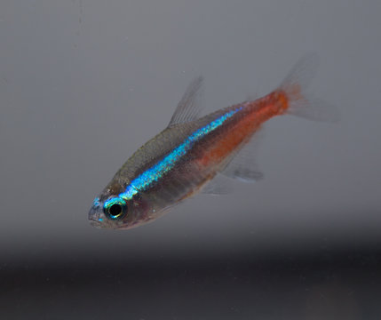Aquarium fish Neon