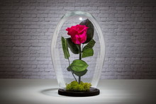 Red Eternal Rose Under The Glass Dome
