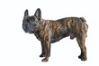 French Bulldog Brindle color. Portraiture of a 5 years old dog on a white background, standing.