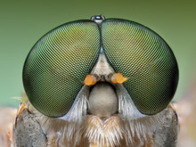 Extreme Portrait Macro Of Polish Green Fly