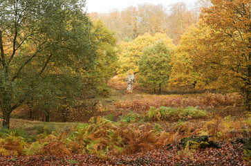 A landscape view of a forest in the UK in autumn colors.