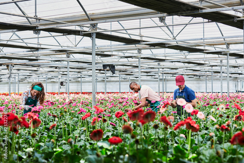 Obraz na plátně Florists Examining Pink Gerberas Blooming At Greenhouse
