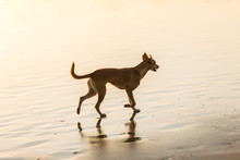 Dog Walking At The Beach