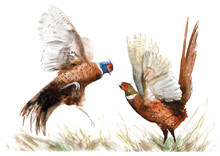 Watercolor Drawing Of A Bird. Two Pheasants In The Grass