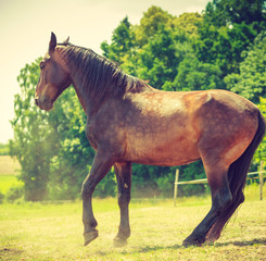 Poster - Brown wild horse on meadow idyllic field