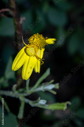 Yellow Flower Crab Spider Thomisus Onustus Sitting On A Yellow Flower Cape Town South Africa Buy This Stock Photo And Explore Similar Images At Adobe Stock Adobe Stock