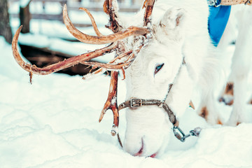 Poster - White Reindeer in Finland in Lapland winter