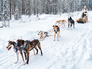 Sticker - Girl in Husky dog sled in Finland in Lapland winter