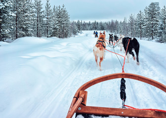 Wall Mural - Husky dog sled in Finland at Lapland winter