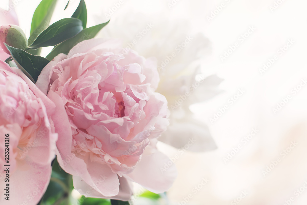 bouquet of delicate pink peonies in the early morning - obrazy, fototapety, plakaty 