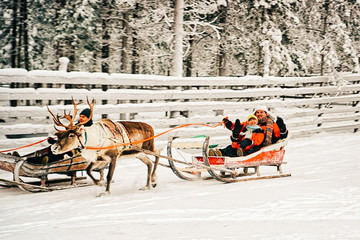 Poster - Racing on Reindeer sledge in Finland