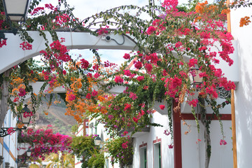 Wall Mural - the beautiful flowering streets of Puerto Rico, on the island of Gran Canaria in Spain