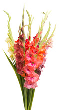 Bouquet Of Gladiolus Isolated