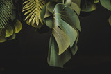 Fototapeta  - Piante e foglie decorative