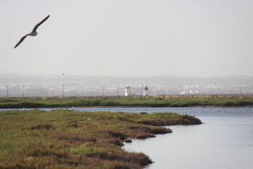 Poster - Gaviota en vuelo