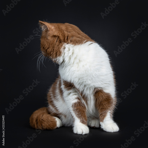 Beautiful Cinnamon With White British Shorthair Cat Kitten Sitting