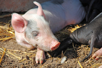 Wall Mural - Pink piglets bask in sun and sleep