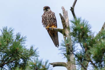 Wall Mural - Northern Hobby (Falco subbuteo)