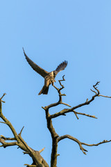 Wall Mural - Northern Hobby (Falco subbuteo)