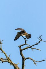 Wall Mural - Northern Hobby (Falco subbuteo)