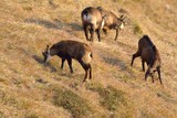 Fototapeta Sawanna - A herd of chamois eating on a grass field