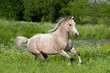 grey arabian horse runs free in summer field
