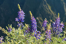Wild Andean Lupine Flowers With Blurry Colca Canyon In Backdrop, Colca Canyon, Arequipa Region Of Peru 