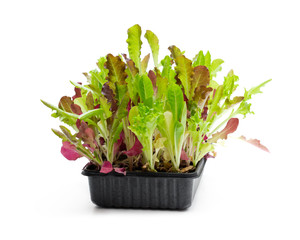 Fresh baby leaf salad lettuce in black tray isolated on white