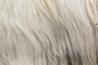 © elletri - cachemire Goats cashmere. kashmir goat wool genuine, combed and not. Animal hair worsted wool with brush and comb