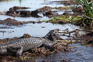 Wall Mural - Dark alligators (Caiman yacare) in Esteros del Ibera, Argentina.