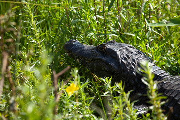 Wall Mural - Dark alligator (Caiman yacare) in Esteros del Ibera, Argentina.