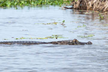 Wall Mural - Dark alligator (Caiman yacare) in Esteros del Ibera, Argentina.